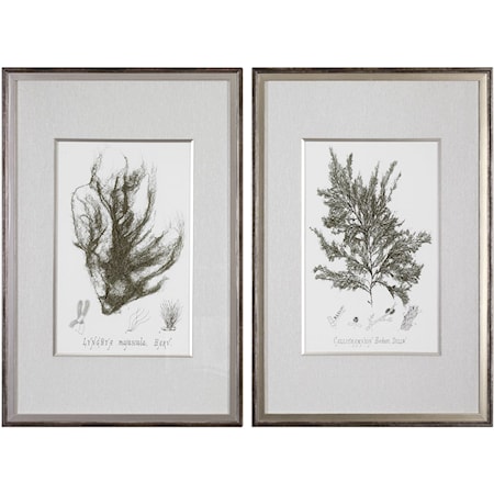 Sepia Seaweed Prints