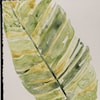 Uttermost Framed Prints Verdant Impressions Leaf Prints