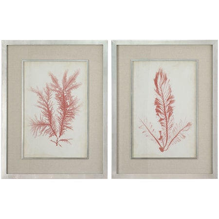 Coral Sea Feathers Prints
