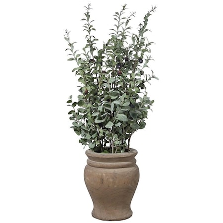 Tassos Potted Olive