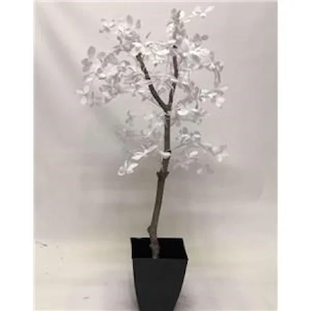 6' White Olive Tree in Black Metal Planter