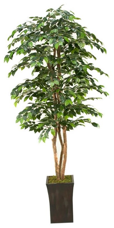 D&W Silks Artificial Trees 42020000154100 7' Sakaki Tree in Square