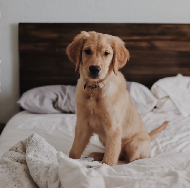 puppy on bed