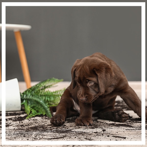 Dog knocked over plant
