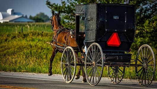 Amish Horse and Buggy