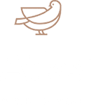 Cambridge White Dove