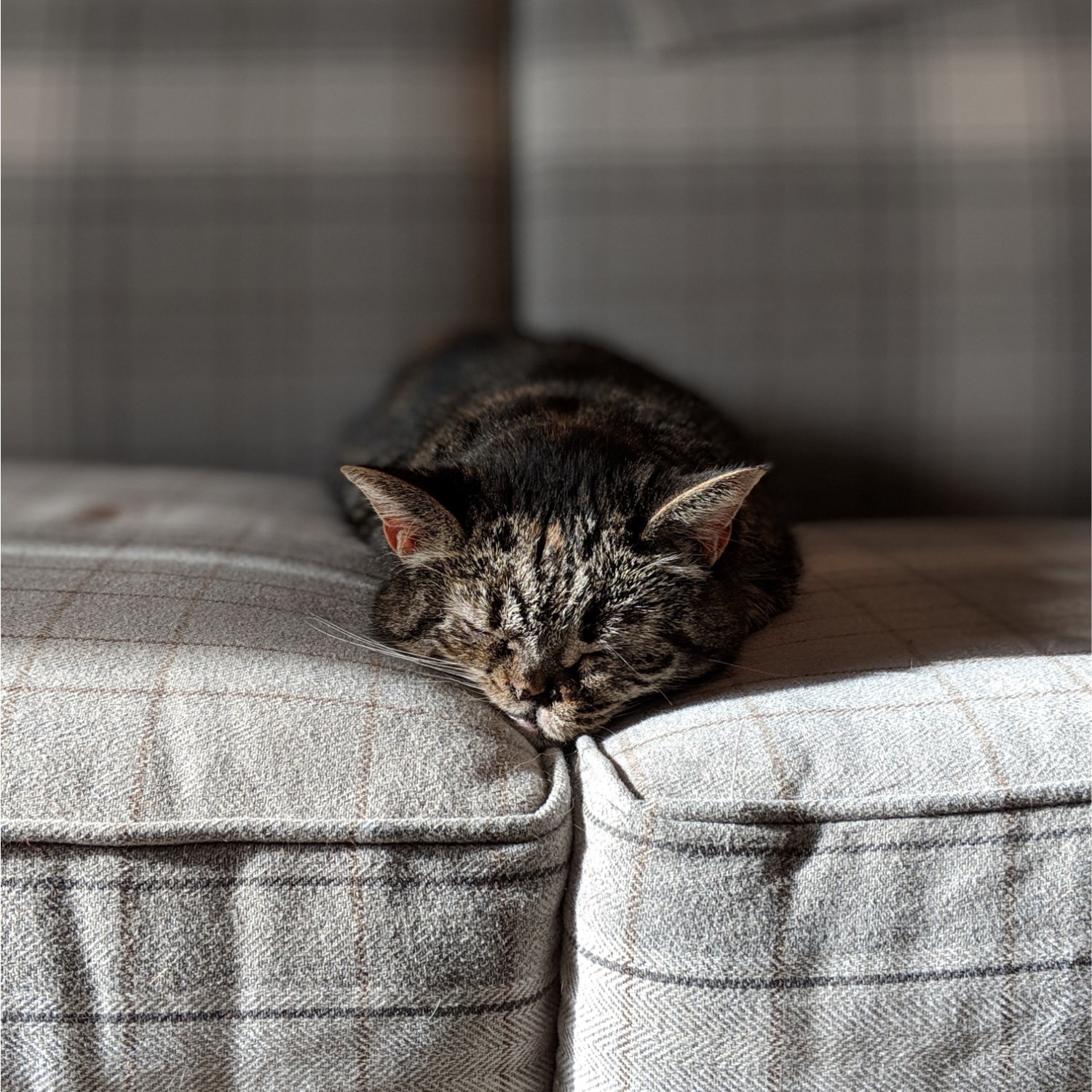 How To Clean Pet Hair Off Your Couch | Suburban Furniture Learning Center