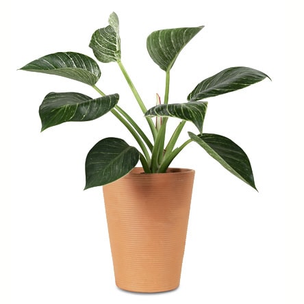 potted plant