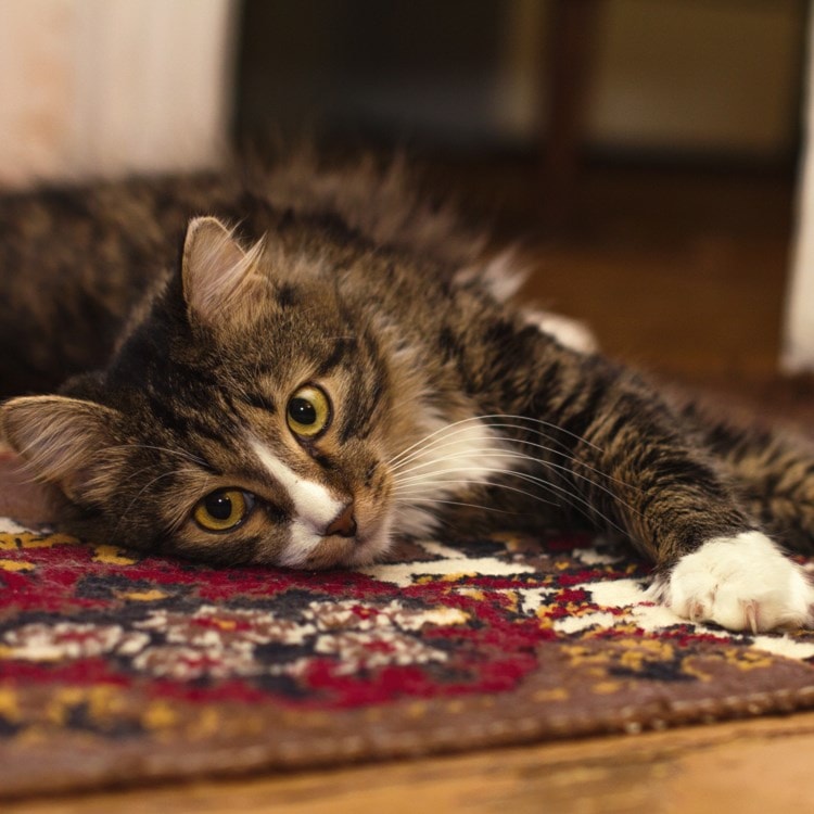 cat laying on dark red rug