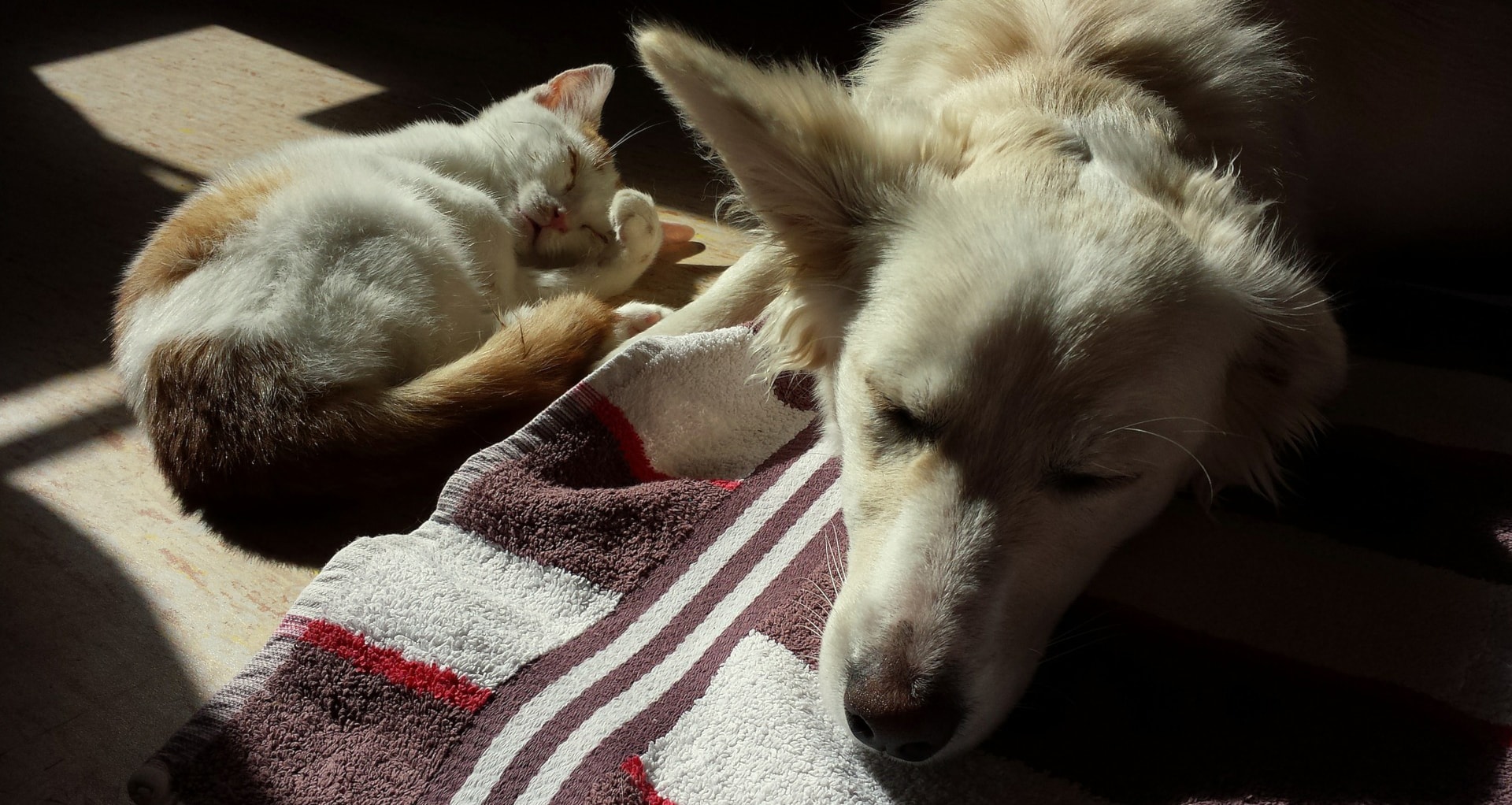blonde cat and dog