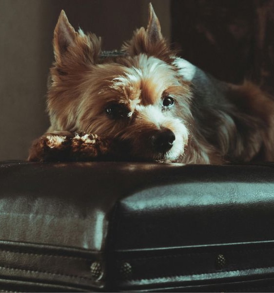 leather furniture