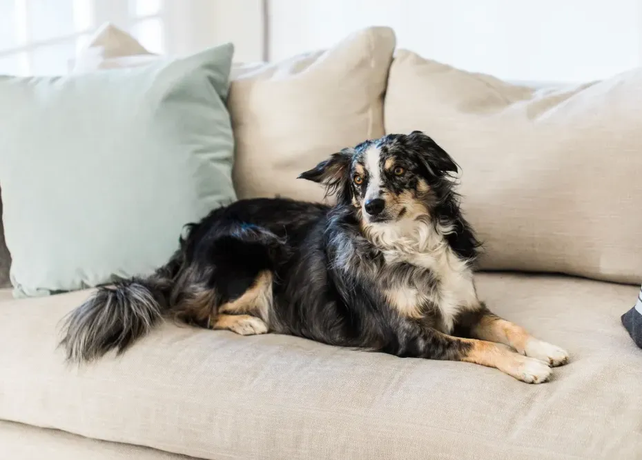 dog on sofa